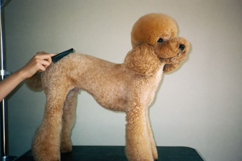 A poodle being brushed out on a grooming table