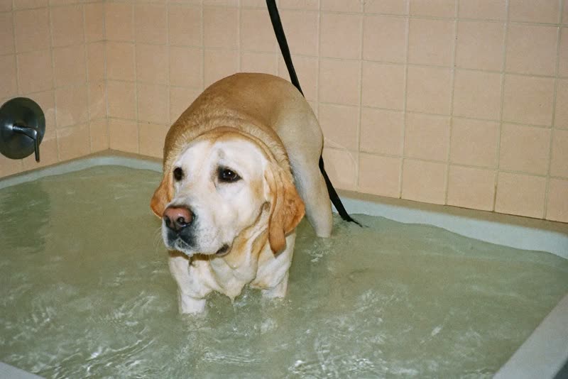 A labrador standing in a grooming bath being rinsed