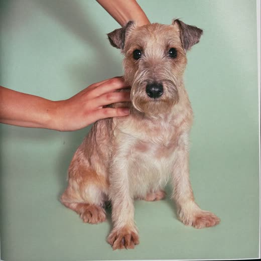 A small terrier being washed and towelled