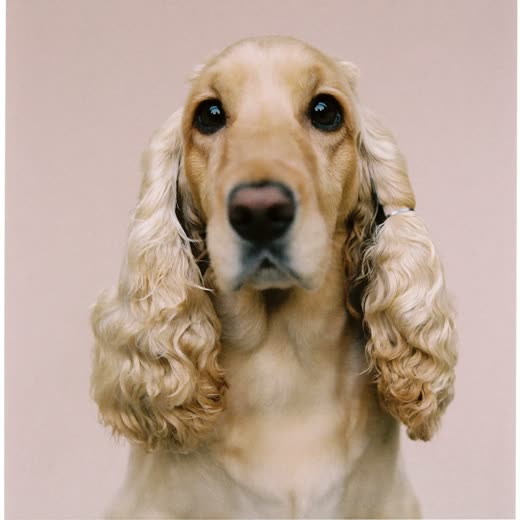 A cocker spaniel with a freshly clipped coat