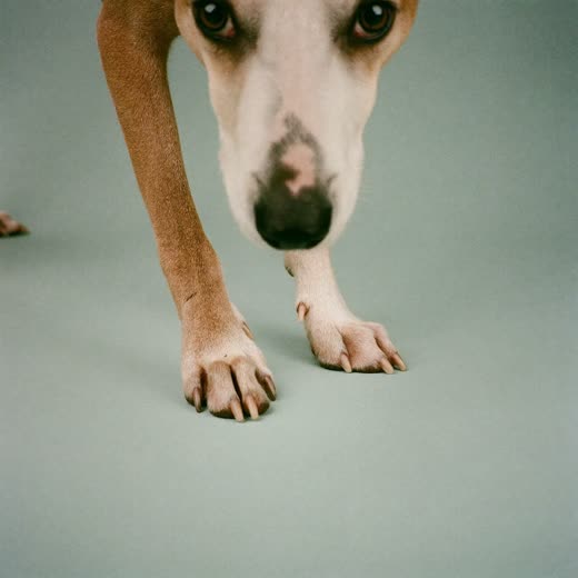 A dog's paw with freshly trimmed nails