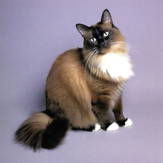 A long-haired cat with a smoothly groomed coat