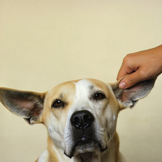 A dog having its ears checked and cleaned